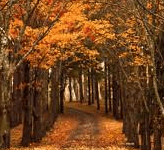 Pixel 3xl Autumn Wallpapers