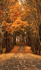 Pixel 3xl Autumn Wallpapers