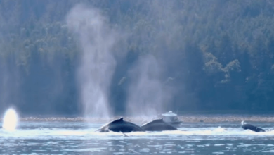 Behind The Scenes: The Team Fueling Alaskawhalewatch.Net