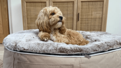 Luxury Dog Beds