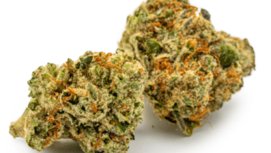 Breath for Sale Nguyen Duy Tri • Jungle of You • 2022