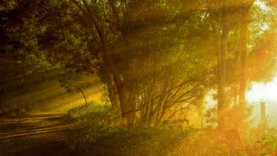 682950499, 3281764368, 350050904, 9165898605, and 2816720486