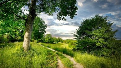 Con Duong Mon Nguyen Duy Tri • Di Tim Em • 2023