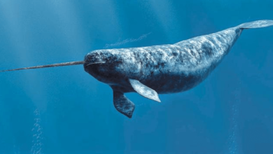 Cute:71j4buzr2kg= Narwhal