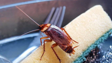 Cockroach