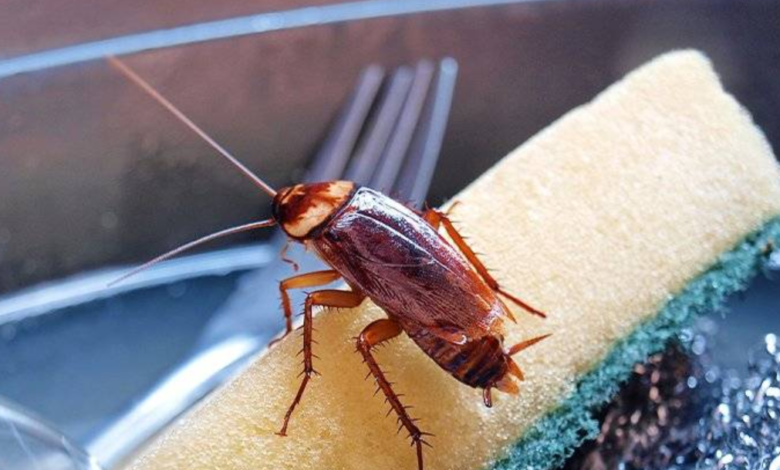 Cockroach