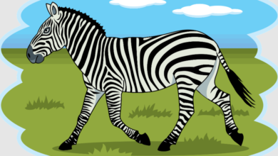 Clipart:Qkzoanv2hvm= Zebra
