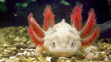 Cute:-F0r1q474vo= Baby:Rtb6o-Dzbtk= Axolotl