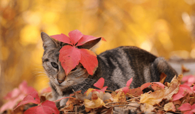 Cute:9c0pqtepvsq= Fall Images