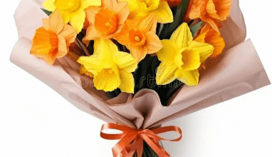 Flower:Uby3z28czxe= Daffodil