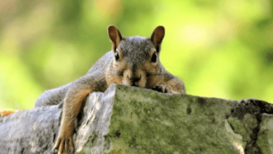 Common Wildlife in Attics: Why Professional Animal Removal Is Essential for Homeowners