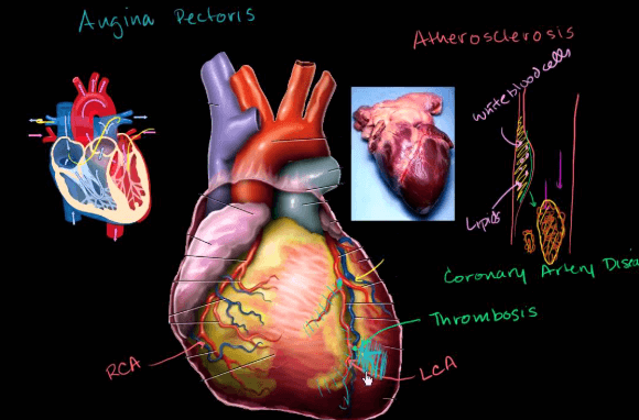 Heart Health and Aging: What Changes to Expect?