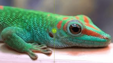 Api Aiupscaling Nvidia Amd Theverge