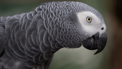 Bollegraaf Greyparrot Airivero Washingtonpost