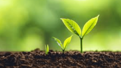 Calvenefits: Understanding Calvenefits: a Guide to Benefits and Enrollment