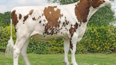 18337693124: Reach a Wider Audience With Virtual Number Solutions