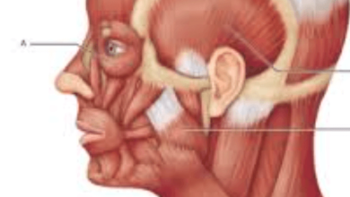 A Muscle That Assists the Muscle Primarily Responsible for a Given Action Is _