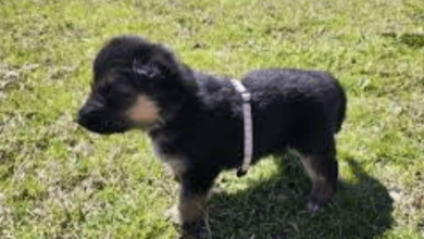 Abilene Pets Craigslist: Find Pets for Sale on Craigslist Abilene