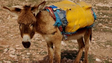 lwmftravel package details explained