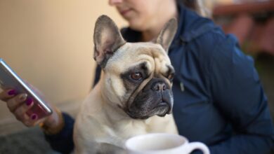 number owner identification