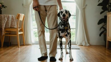 owner investigating caller identity