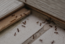 Termite Inspections in Orange: Protecting Your Home and Business