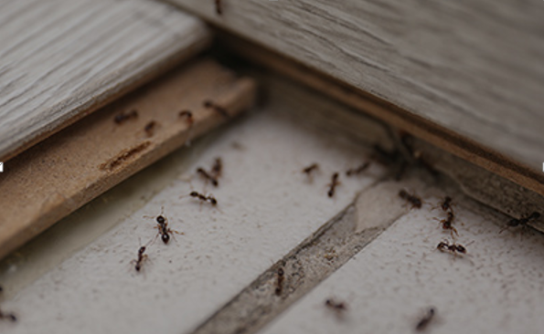 Termite Inspections in Orange: Protecting Your Home and Business