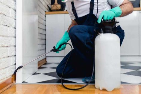 Best Pest Control Burnaby Services for Effective Home Protection