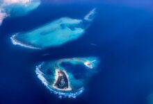 dtcoralbsel project insights shared