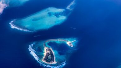 dtcoralbsel project insights shared