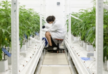 The Modern Dispensary Cannabis Experience