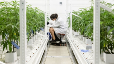 The Modern Dispensary Cannabis Experience