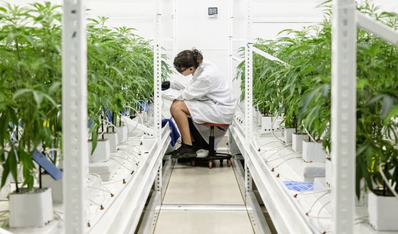 The Modern Dispensary Cannabis Experience