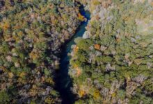 native lawsuit updates overview