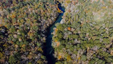 native lawsuit updates overview