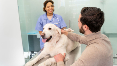 Pet Radiology: Helping Pets Get the Right Diagnosis with Care and Clarity