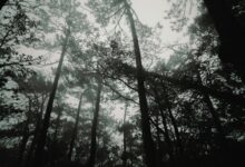 graco 4ever dlx manual