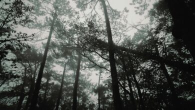 graco 4ever dlx manual