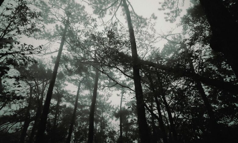 graco 4ever dlx manual