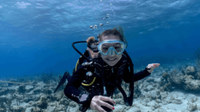 Diving with Sharks: The Ultimate Underwater Adventure