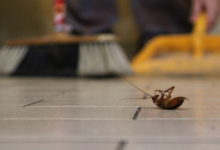 How Water Leaks and Moisture Build-Up Attract Different Types of Pests