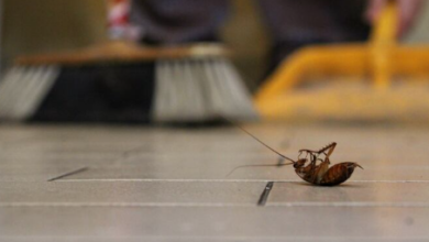 How Water Leaks and Moisture Build-Up Attract Different Types of Pests