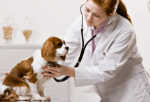 Petbook Veterinary Clinic: The Latest Approach to Modern Pet Healthcare in 2026