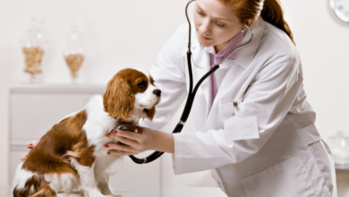 Petbook Veterinary Clinic: The Latest Approach to Modern Pet Healthcare in 2026