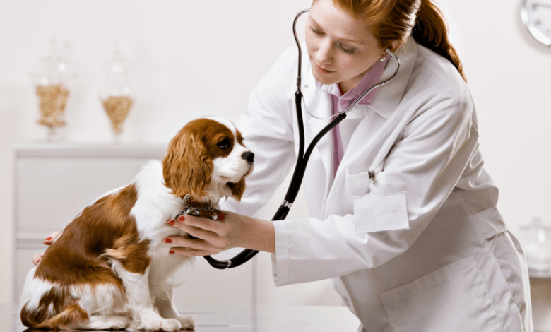 Petbook Veterinary Clinic: The Latest Approach to Modern Pet Healthcare in 2026