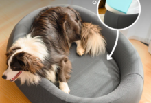 Why Comfort-Led Pet Spaces Are Transforming Modern Dog-Friendly Homes