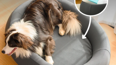 Why Comfort-Led Pet Spaces Are Transforming Modern Dog-Friendly Homes