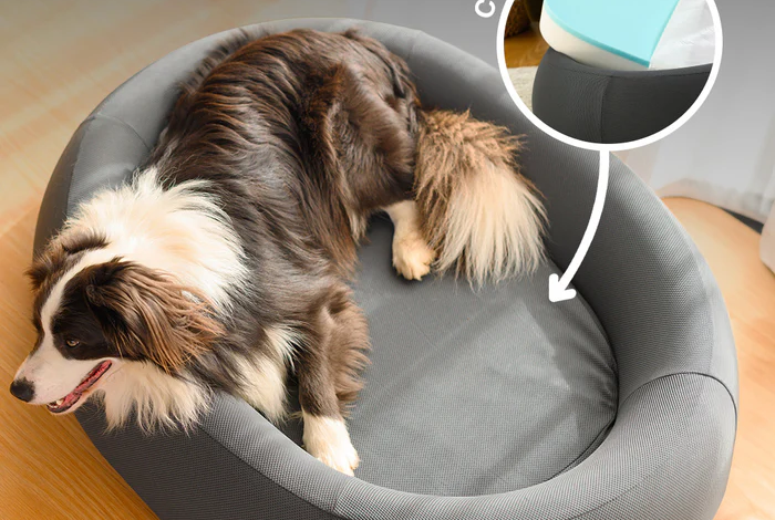 Why Comfort-Led Pet Spaces Are Transforming Modern Dog-Friendly Homes